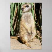 Kundengerechtes Meerkat Plakat