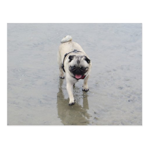 Kundengerechtes SID am Strand-Foto Postkarten