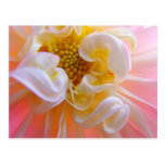 Kundenspezifische Natur-Postkarten-rosa Dahlie-Blu
