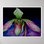 Kunst-Druck Pantoffel-Orchidee P. Bullenianum Wate Posterdrucke
