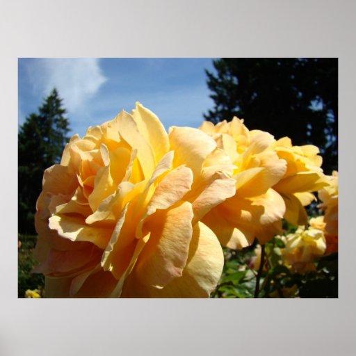 Kunst-Druck-Plakat-Kunst der ROSEN Pfirsich-Rosen-