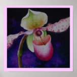 Kunst-Plakat Pantoffel-Orchidee P. Chiquita Waterc