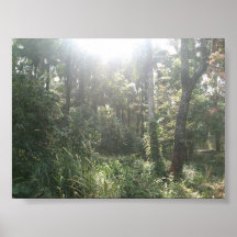 Kwoi Wald Posterdrucke