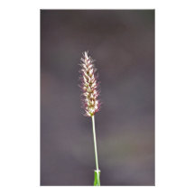 ¡La elegancia está en lo natural! Papeleria