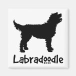 Labradoodle mit coolem Text (im Schwarzen) Kühlschrankmagnete