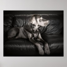 Labrador auf Sofa Posterdruck