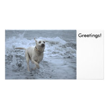 Labrador, das aus Meer heraus läuft Bilderkarte