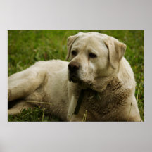 Labrador-Foto Plakate