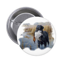 Labrador mit der Enten-Enten-Jagd Button