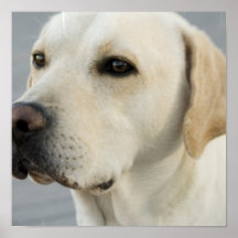 Labrador-Plakat