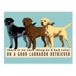 Labrador retriever 3 Farben Postkarte