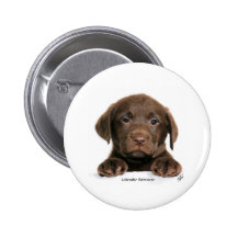 Labrador retriever-Welpe 9Y270D-050 Buttons