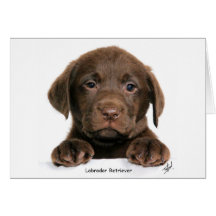 Labrador retriever-Welpe 9Y270D-050 Grußkarten