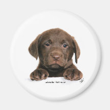 Labrador retriever-Welpe 9Y270D-050 Magnets