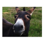 Lächelnde Esel-Postkarte