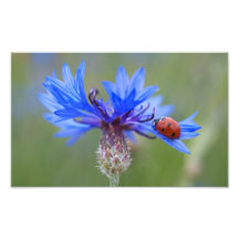 Ladybug on a blue cornflower art photo