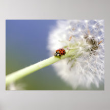 Ladybugs & Dandelion Plakatdruck