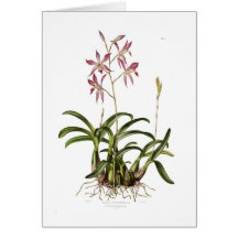 Laelia autumnalis grußkarten
