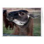 Lama Grußkarte