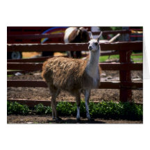 Lama Grußkarte