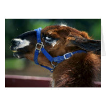 Lama Karte