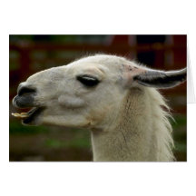 Lama Karten