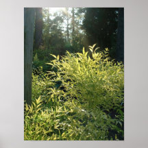 LaMaCa Plakatdruck