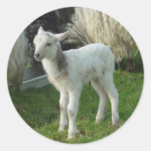 Lamm 2012 - Cianna Sticker