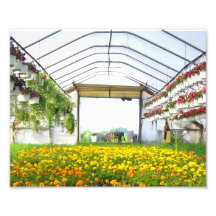 Land der Mohnblumen Photo Druck