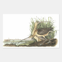 Lang-berechneter großer Brachvogel, John Audubon Rechtecksticker