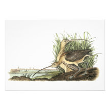 Lang-berechneter großer Brachvogel, John Audubon Individuelle Ankündigung