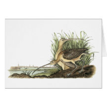 Lang-berechneter großer Brachvogel, John Audubon Karte