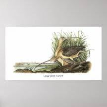 Lang-berechneter großer Brachvogel, John Audubon Poster