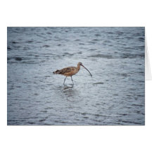 Lang-berechneter großer Brachvogel Karten