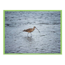 Lang-berechneter großer Brachvogel Postkarte