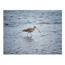 Lang-berechneter großer Brachvogel Postkarte