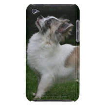Langhaarige Chihuahua, die Kamera betrachten Barely There iPod Hüllen