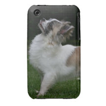 Langhaarige Chihuahua, die Kamera betrachten iPhone 3 Cover