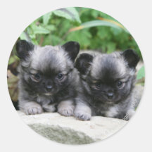Langhaarige Chihuahua-Welpen Aufkleber