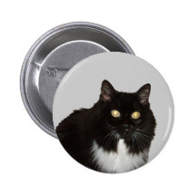 Langhaarige Haustier-Katze Buttons