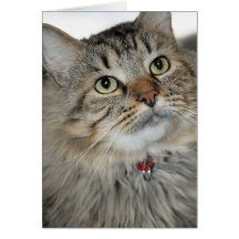 Langhaariger Brown-Makreletabby-Gruß/Mitteilungska