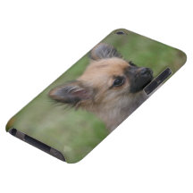 Langhaariger Chihuahua-Welpe, der Kamera betrachte iPod Touch Hülle