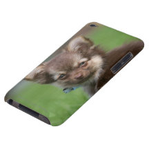 Langhaariger Chihuahua-Welpe, der Kamera betrachte Barely There iPod Cover