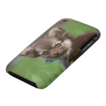 Langhaariger Chihuahua-Welpe, der Kamera betrachte iPhone 3 Case-Mate Hülle