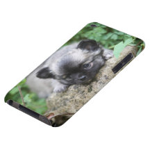 Langhaariger Chihuahua-Welpe iPod Case-Mate Hülle