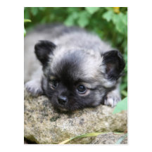 Langhaariger Chihuahua-Welpe Postkarte