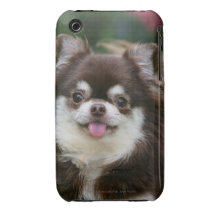 Langhaariger ChihuahuaHeadshot 1 iPhone 3 Case-Mate Hülle
