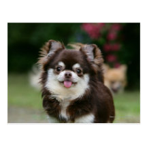 Langhaariger ChihuahuaHeadshot 1 Postkarte