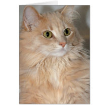 Langhaariger orange Katzen-Gruß/Mitteilungskarten