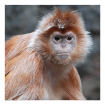 Langur-Einladungen